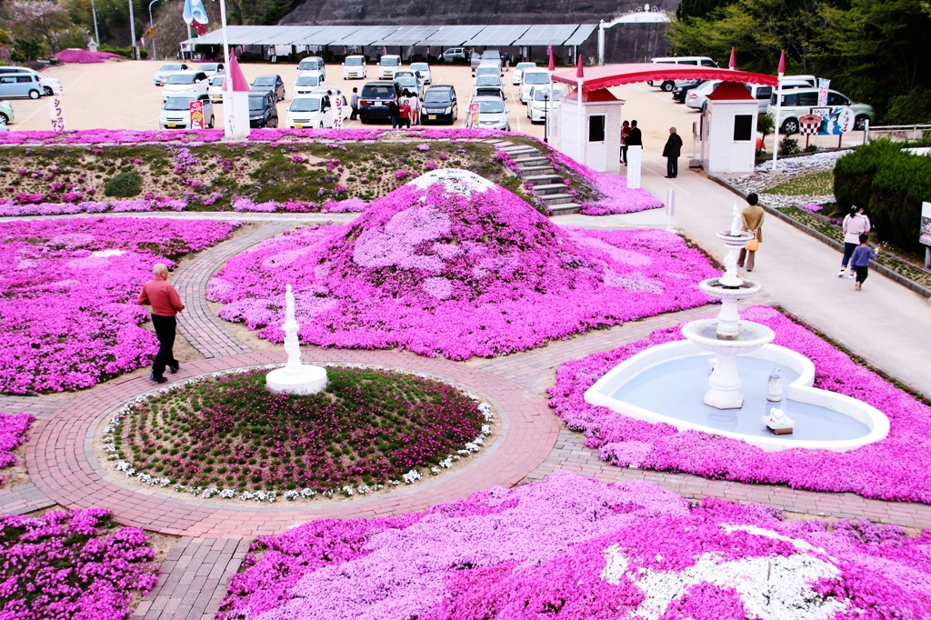 カフェジャルダンの芝桜2016①