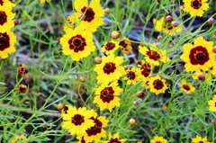 これって花or雑草