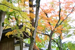 大窪寺の紅葉