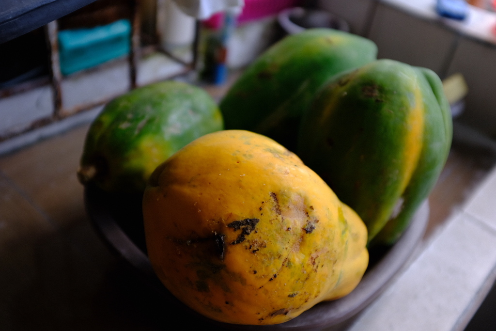 庭のパパイヤの木に実がなりました。