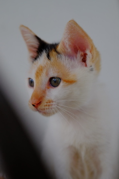 ちょっとおねーちゃんに