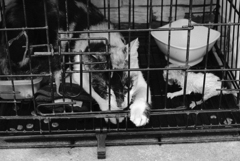 出せ！　コラ！