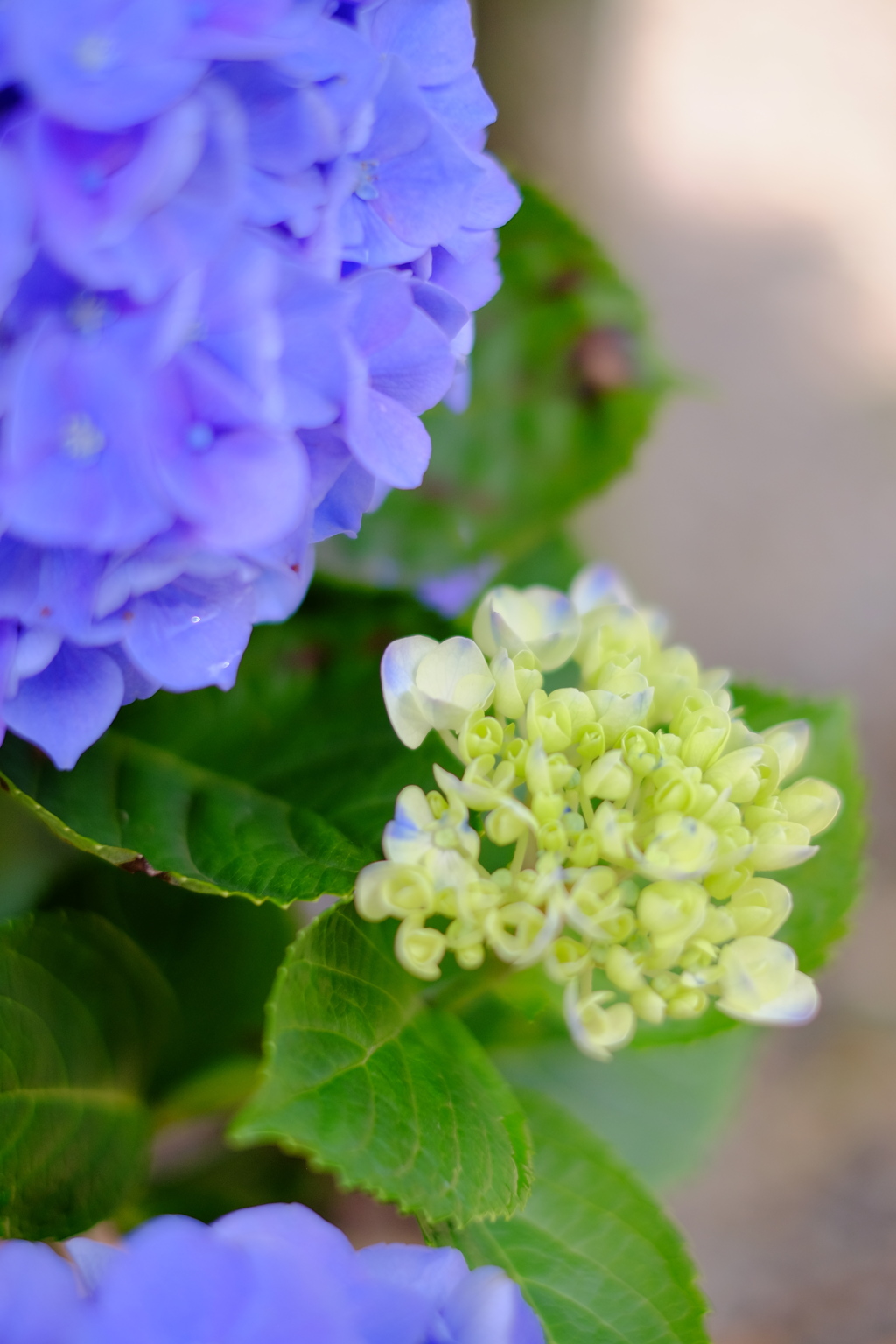 アジサイの赤ちゃん