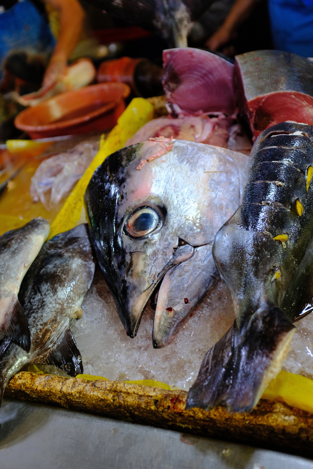 今日はマグロが大量