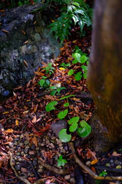 片隅に訪れた秋