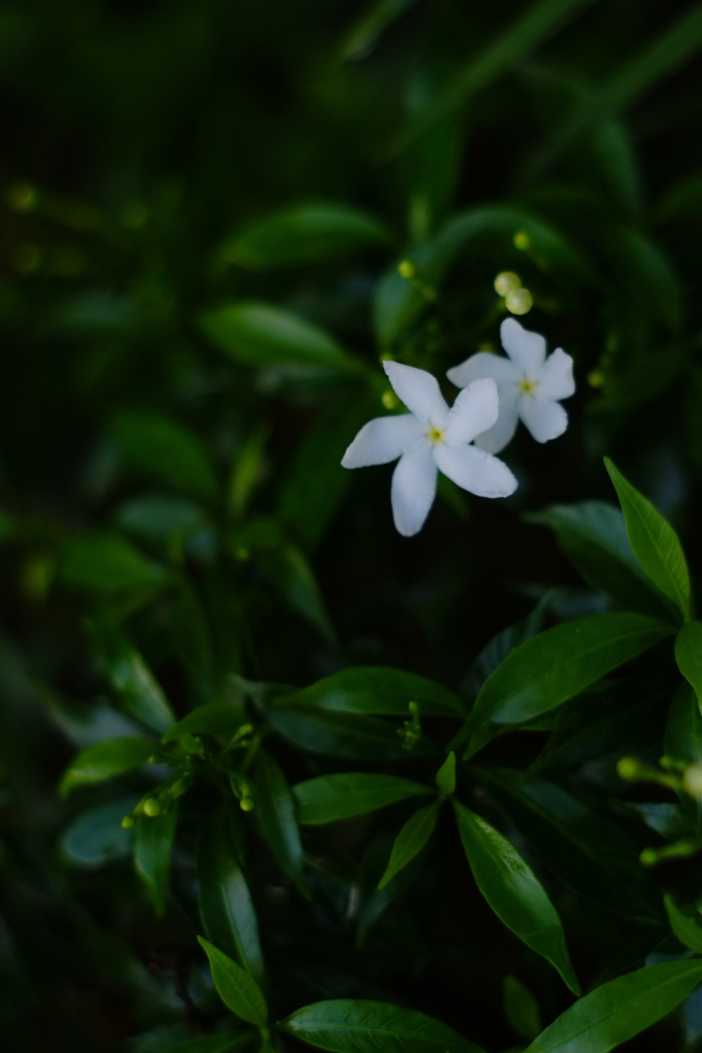 南国の小さな花