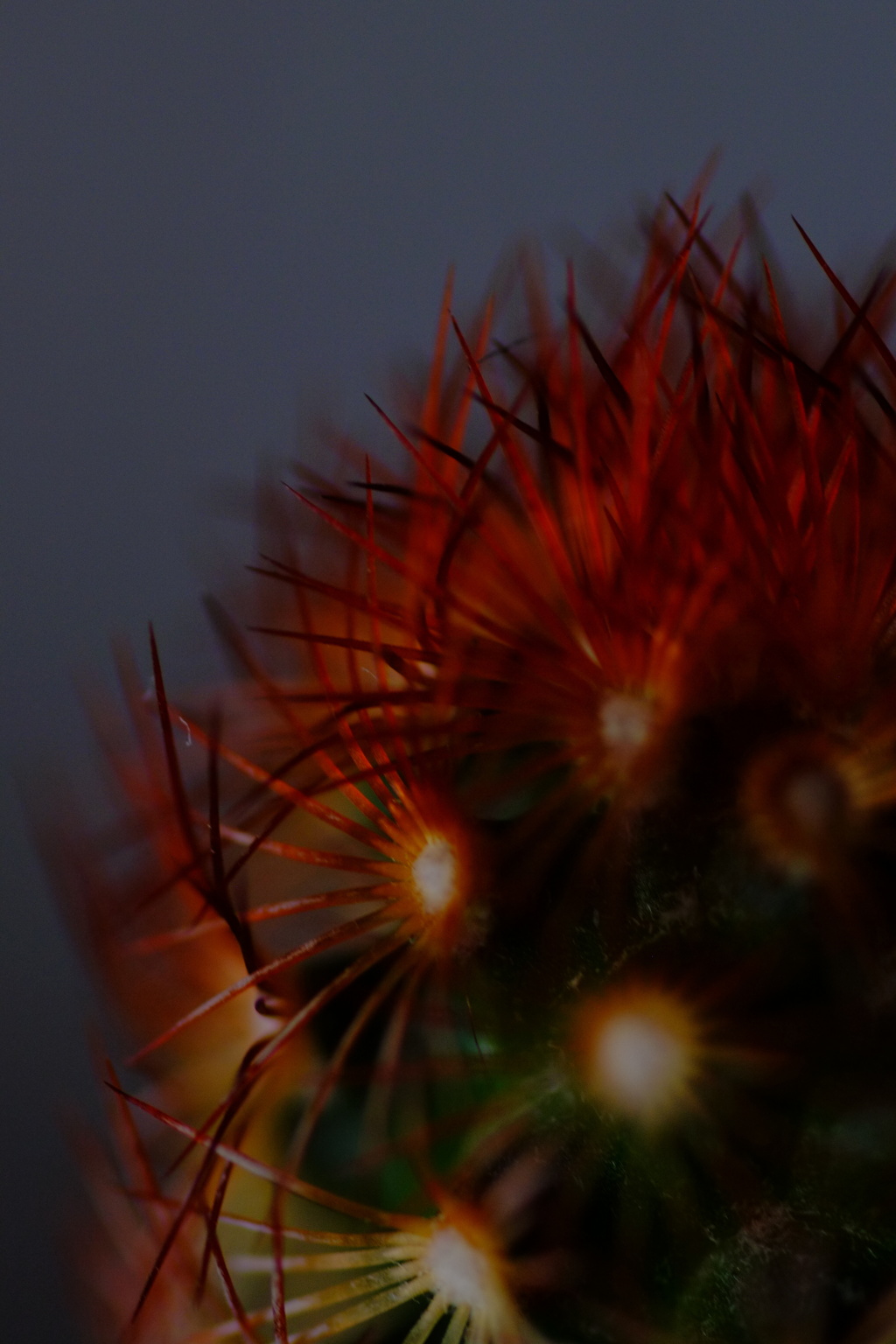 レンズテスト　その2　サボテン