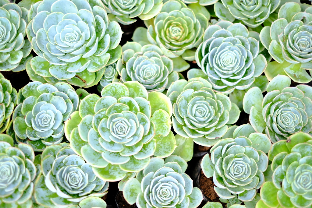 南国の花 3