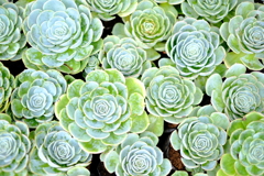 南国の花 3