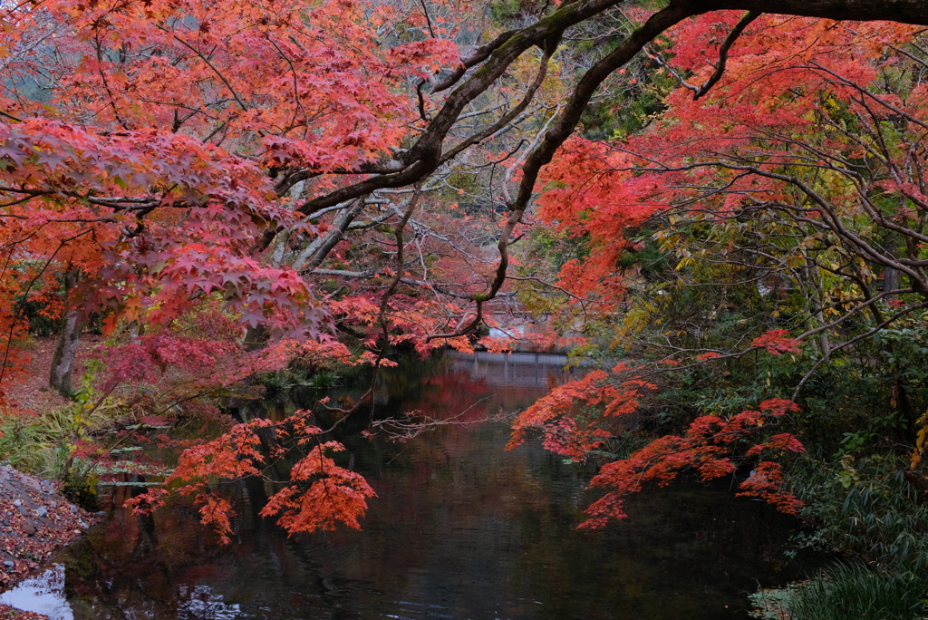 湯布院　金鱗湖 13