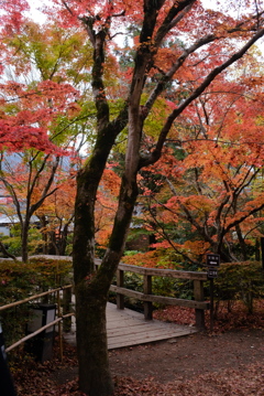 湯布院　金鱗湖 11
