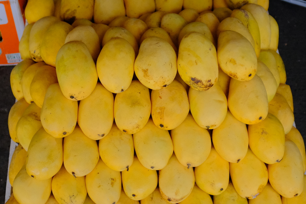 マンゴーのシーズン到来