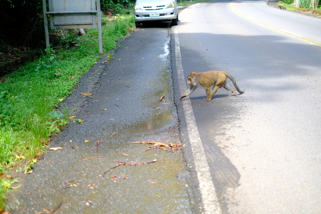 野生の猿