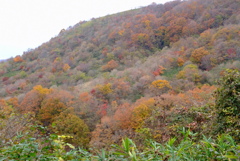 湯布院の紅葉 1