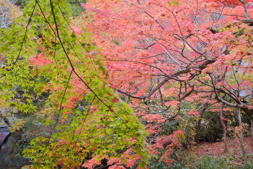緑とのハーモニー