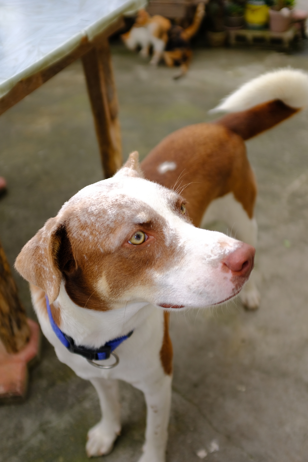 餅つきを手伝った（邪魔した）結果