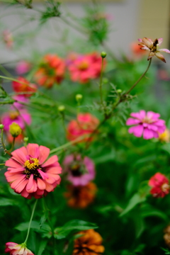 名前を知らない花