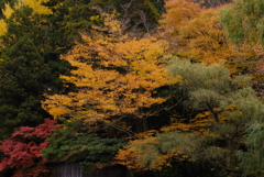 湯布院　金鱗湖 6