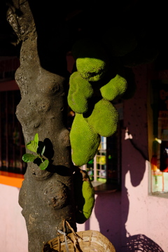 南国のフルーツ