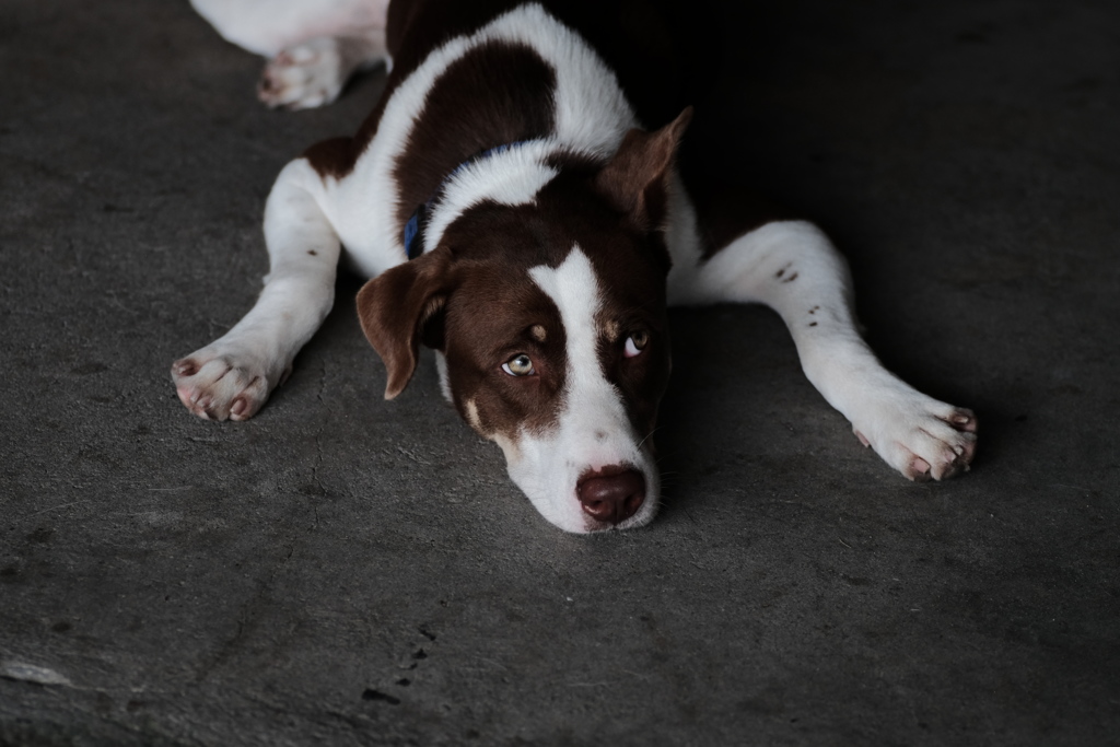 俺の名前はダイフク　今充電中