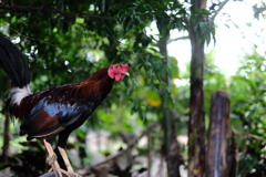 コックファイト 1