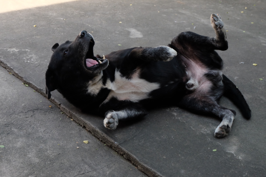 猫の真似をするアホ犬