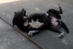 猫の真似をするアホ犬