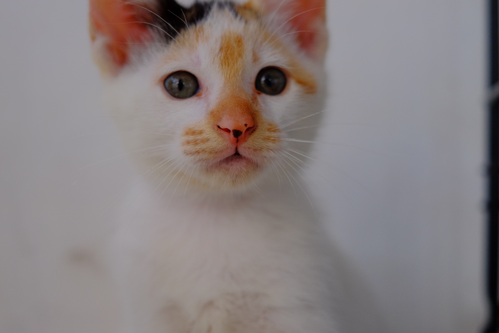 美人になるかな？