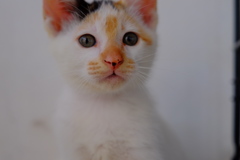 美人になるかな？