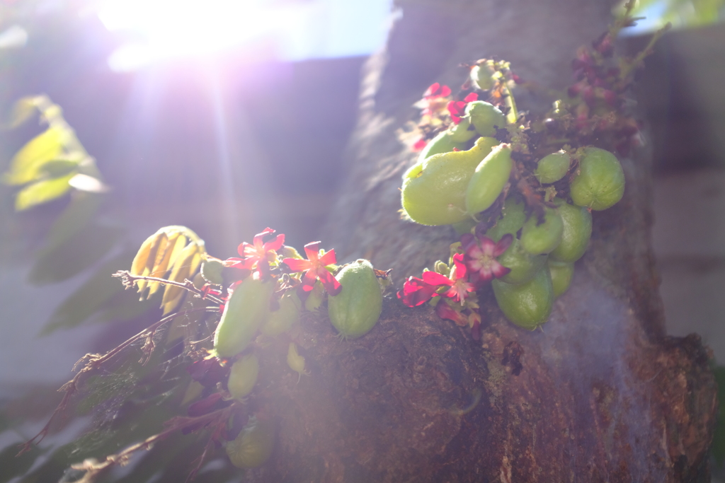 不思議な実の生る不思議な木