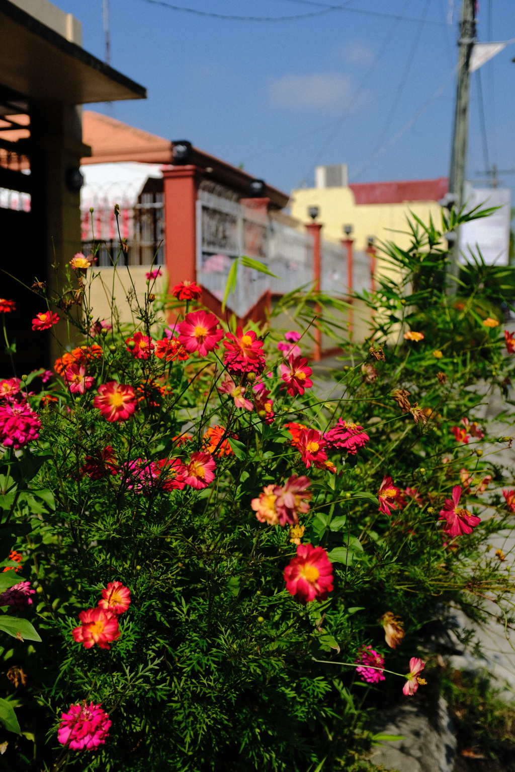 花の写真に挑戦 2