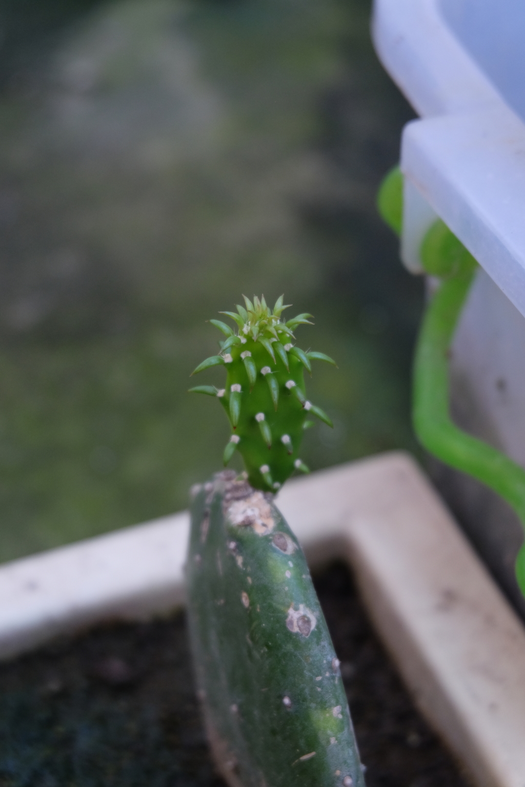 サボテンの赤ちゃん