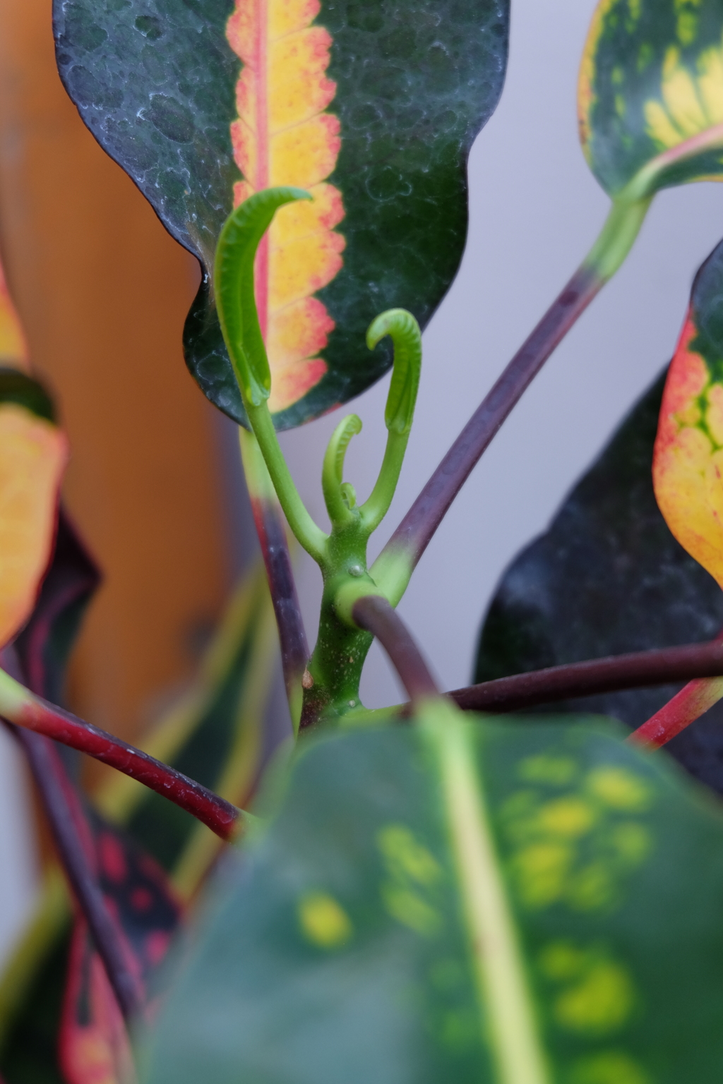 名前の分からない葉っぱ