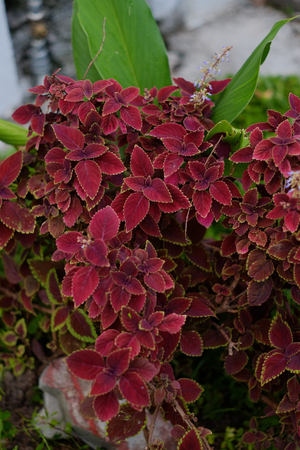 名前の知らない葉っぱ