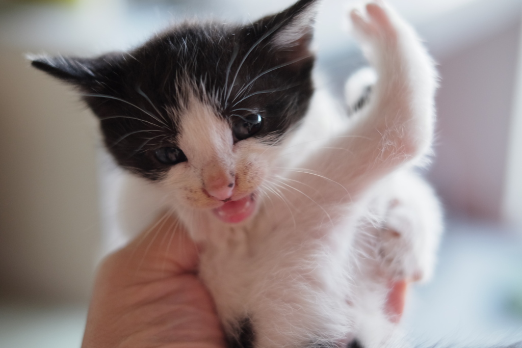 やめろ！　触るな！　ひっかくぞ！