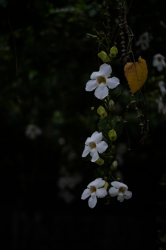 名前の知らない花