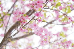 まだ桜が咲いていた