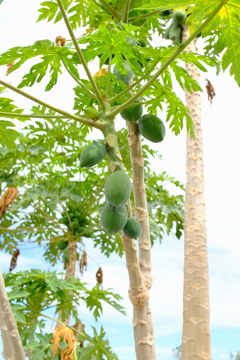 家の前に植えたパパイヤが豊作
