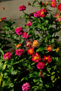 花の写真に挑戦 1