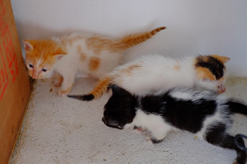 今回は3匹生まれました