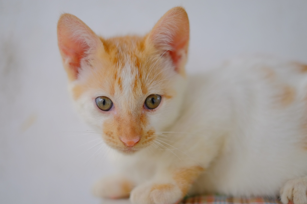 弱虫だけど男の子