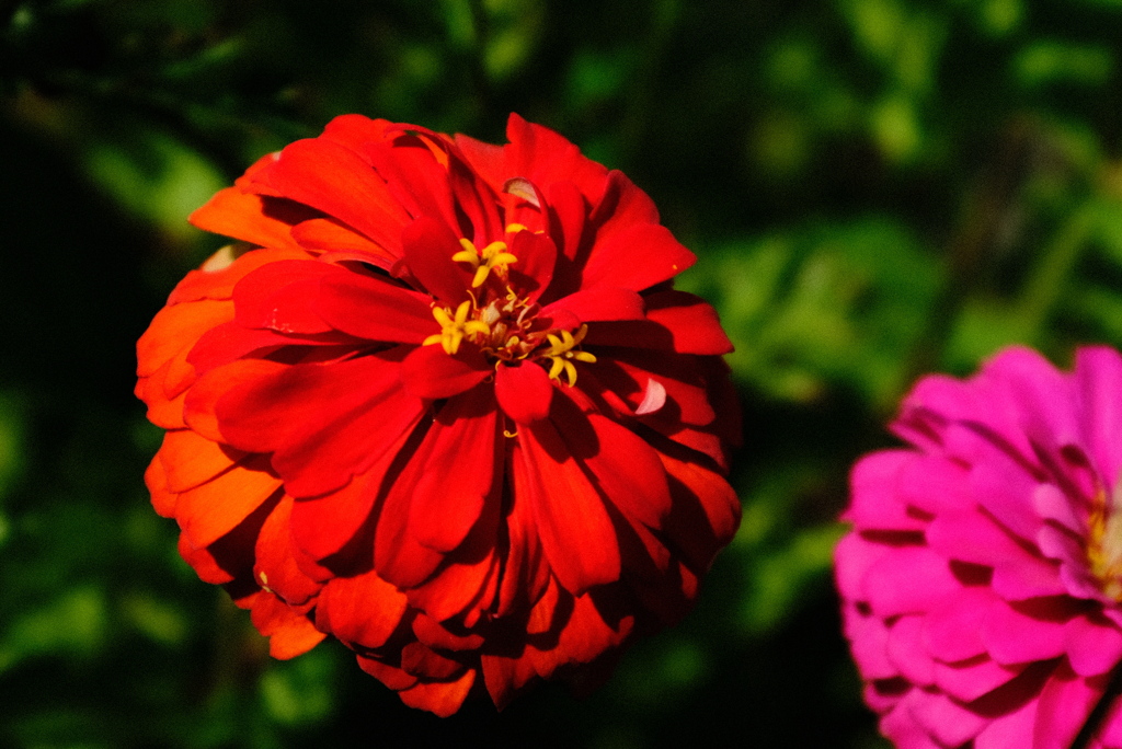 花の写真に挑戦 3