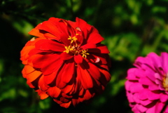 花の写真に挑戦 3