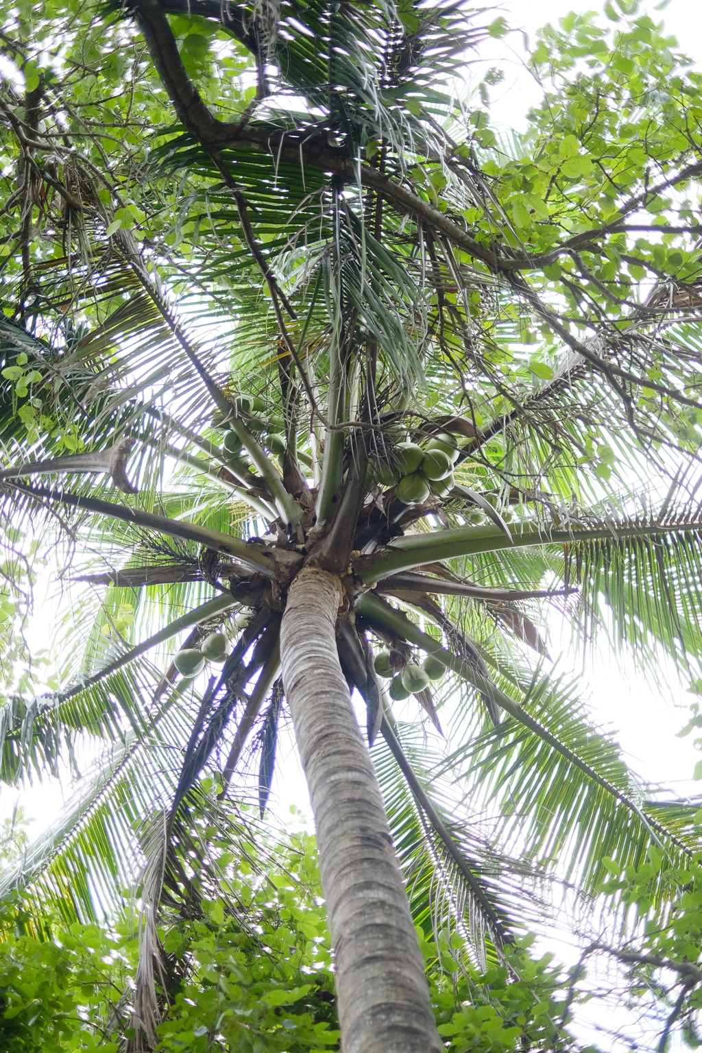 空へもっと高く！