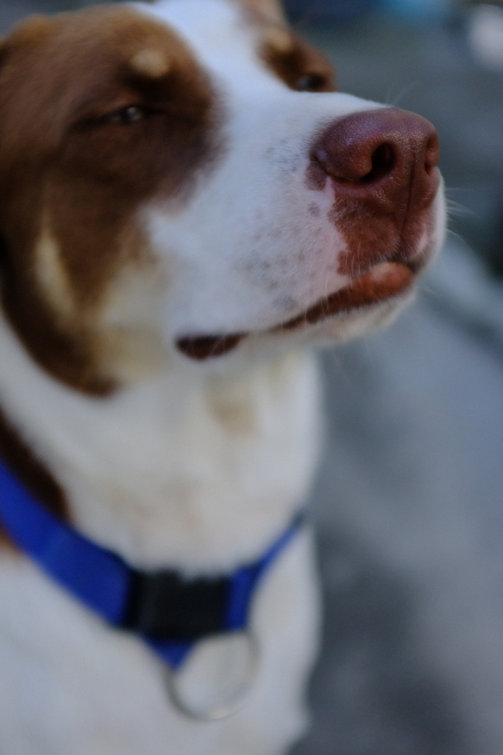 大きくなったけど