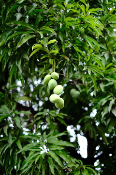 普通にどこにでも生っているマンゴー