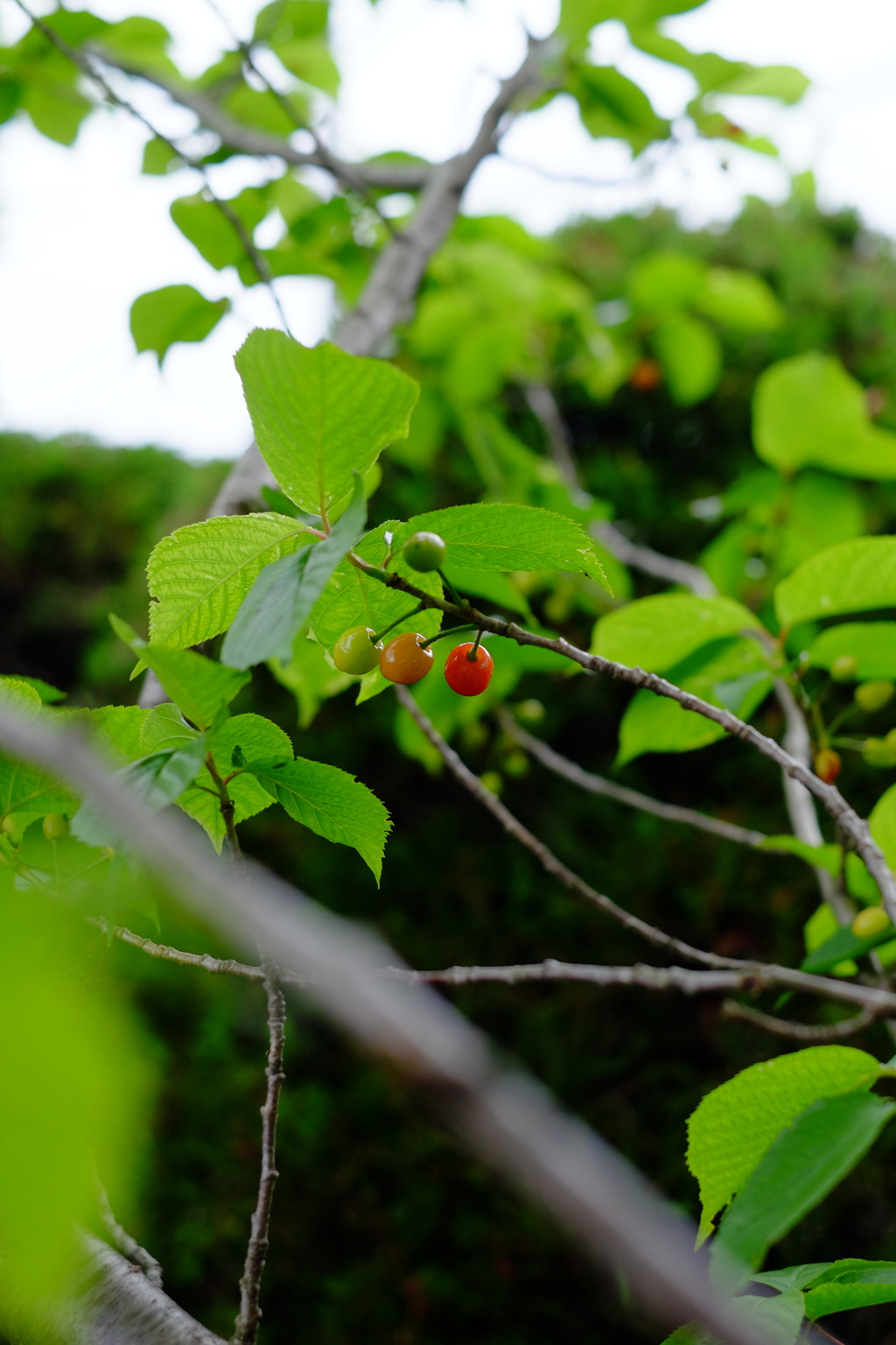 食べられるかな？
