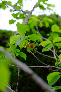 食べられるかな？
