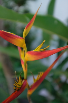 試写　なんという花なのでしょう？