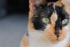 ツンデレ（ほとんどツン）